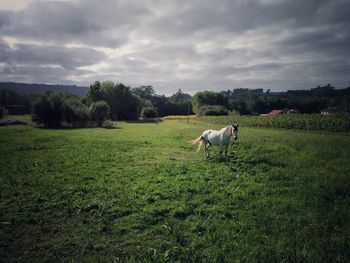 Sheep in a field