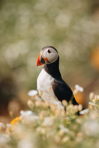 Close-up of bird