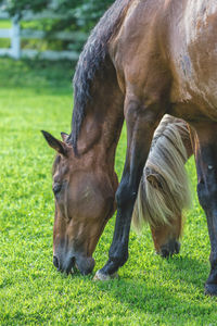 Horse grazing in field