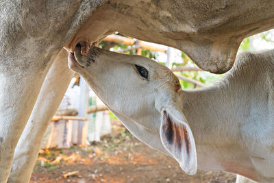 Close-up of cow