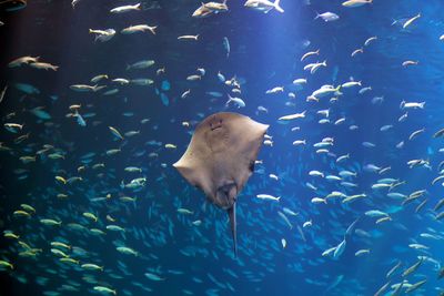 Fish swimming in sea