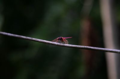 Close-up of ant on leaf