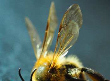 Close-up of butterfly on flower