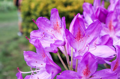 Close-up of pink flowering plant