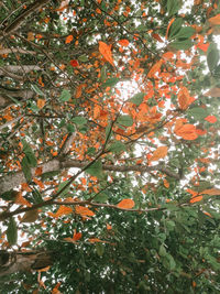 Low angle view of orange tree