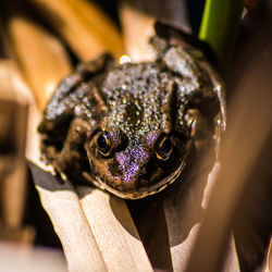 Close-up portrait of a frog