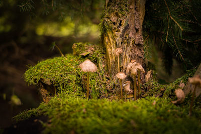 Close-up of mushrooms growing on tree trunk