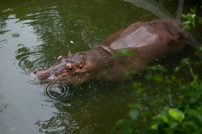 High angle view of turtle in lake