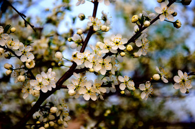 Close-up of cherry blossoms in spring