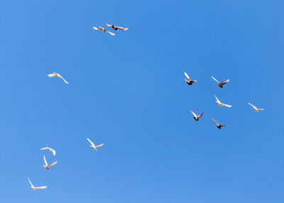 Low angle view of seagulls flying in sky