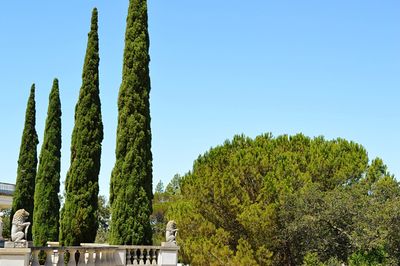 Low angle view of trees against clear blue sky