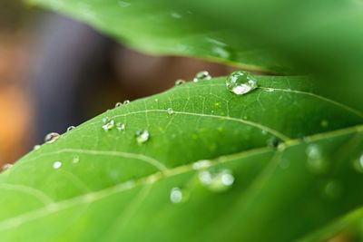 Close-up of raindrops on green leaves