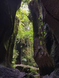 Trees growing on rock