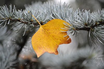 Close-up of autumn leaves on branch