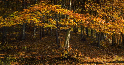 Trees in forest during autumn