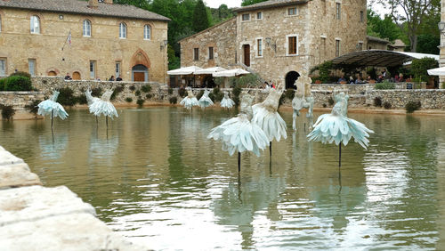 Birds in a lake