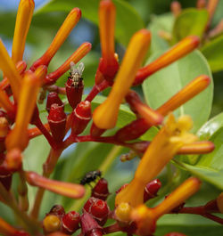 Close-up of flies on plant