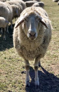 Portrait of sheep standing in a field