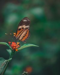 Close-up of butterfly pollinating on flower