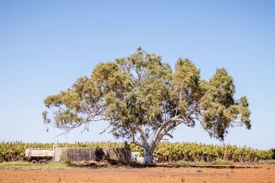 Trees on field against clear sky