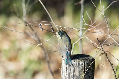 Close-up of bird perching on tree