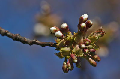 Close-up of flower buds on branch