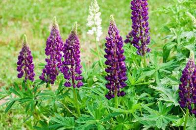 Close-up of purple lavender flowers in garden