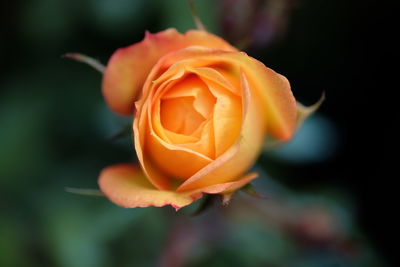 Close-up of rose flower