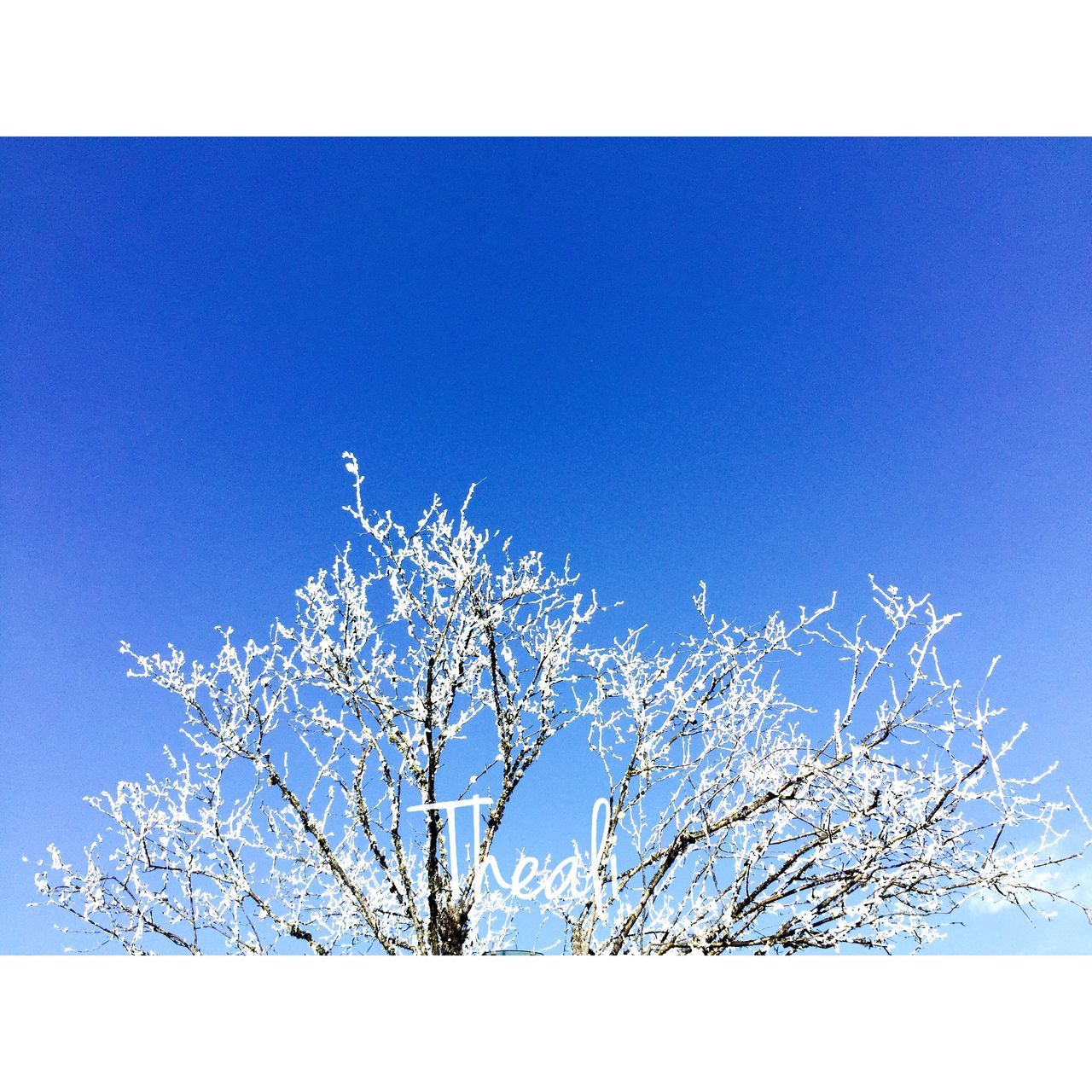 low angle view, blue, branch, clear sky, tree, bare tree, growth, nature, transfer print, beauty in nature, auto post production filter, high section, copy space, sky, tranquility, outdoors, day, no people, treetop, scenics