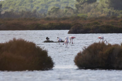 Pink flamingo in lake, migratory birds resting