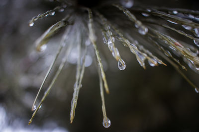 Close-up of raindrops on flower