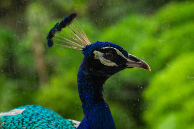 Close-up of a peacock