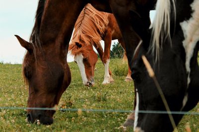 Horses grazing in a field