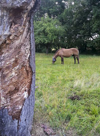 Horse on field