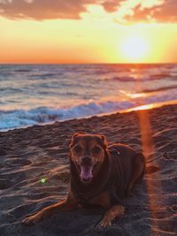 Dog on beach during sunset