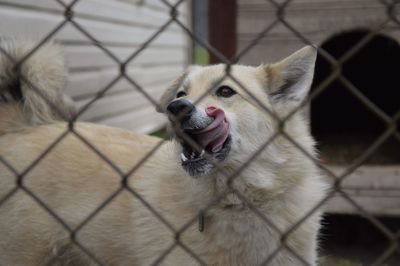 Dog peeking through fence