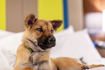 Portrait of dog sitting on bed at home