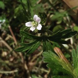 Close-up of white flowers