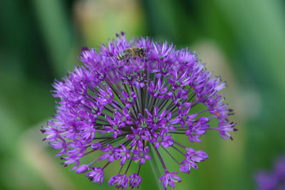 Close-up of bee on purple flower