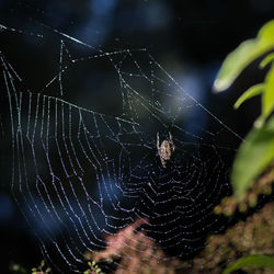 Close-up of spider on web