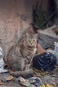 Portrait of cat sitting outdoors
