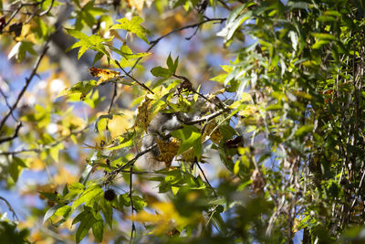 Eastern gray squirrel sciurus carolinensis foraging on a sweetgum tree