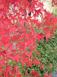 Full frame shot of red leaves