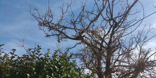 Low angle view of bare tree against sky