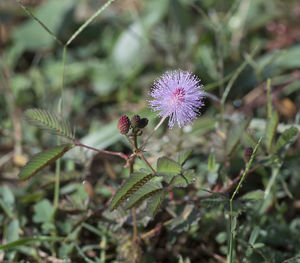 Close-up of flower blooming outdoors