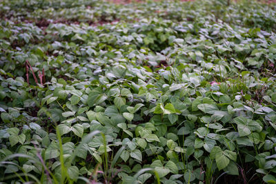 High angle view of leaves growing on field