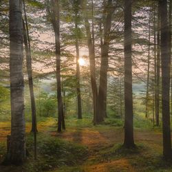 Sunlight streaming through trees in forest