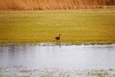 View of birds on the field