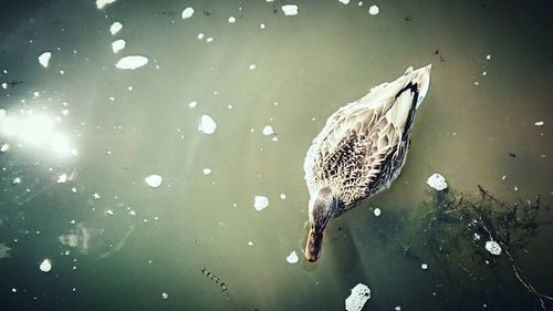 High angle view of duck swimming in lake