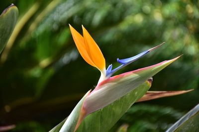 Strelitzia flower 